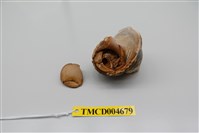 藏品(短腕陸寄居蟹)的圖片